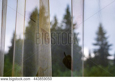 The View Of The Forest Through The Curtain. Peace And Tranquility, Calm And Serenity