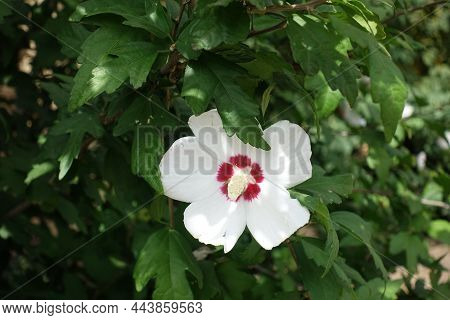 1 White Crimsoneyed Flower Of Hibiscus Syriacus In Mid August