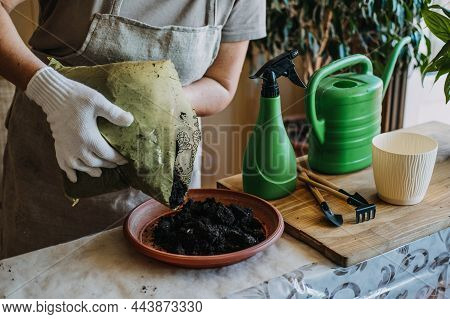 Potting Soil. Soil To Repot Indoor Plants. Spring Houseplant Care, Repotting Houseplants. Woman Is T
