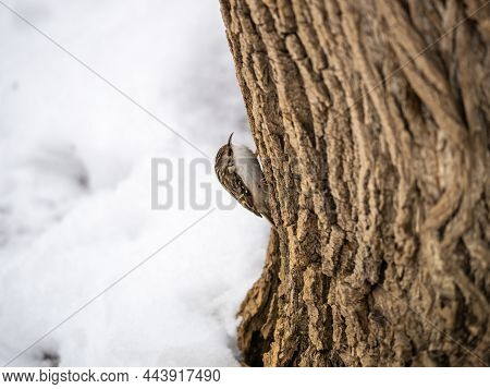 Little Bird Eurasian Treecreeper Crawling On A Tree. Cute Interesting Forest Bird Treecreeper. Natur