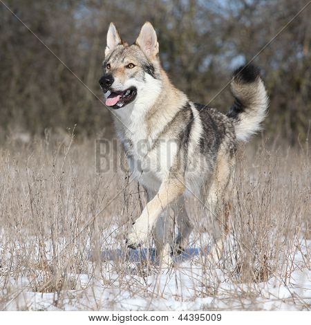 Chien-loup tchécoslovaque en cours d'exécution en hiver
