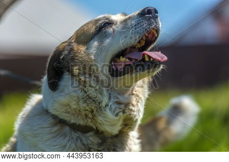 Big Red And White Mongrel Dog On The Lawn