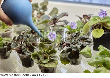 Saintpaulia, African Violets, Sprouts Of Uzambar Violets. Focus On The Violet. In The Background, Ha