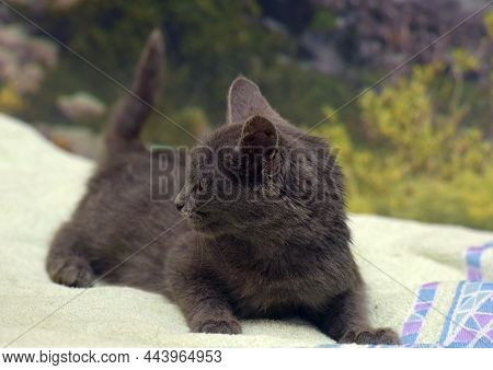 Smoky Shorthair Kitten Russian Blue On The Couch
