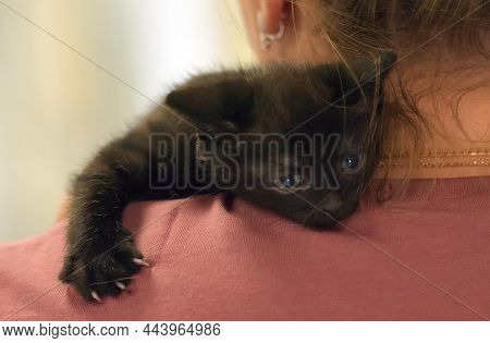 Cute Little Black Kitten In Hands