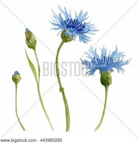 Watercolor Blue Cornflower. Hand Drawn Set With Mountain Bluet Flowers. Illustration Of Knapweed On 