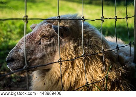 Close Up Of A Relaxed Sheep On A Sunny Day, Resting Behind A Wired Fence