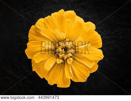Studio Shot Of Flower On A Black Background. Macro Shoot.