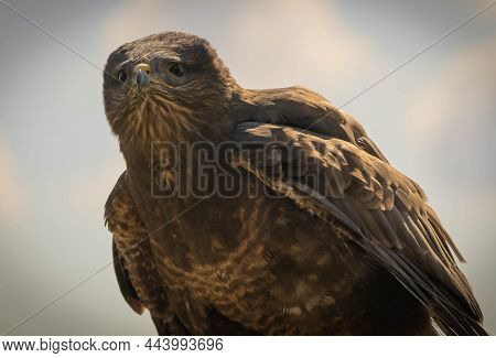 Eagle Sitting On  Hunting Glove In Trevignano Romano, Lazio, Italy