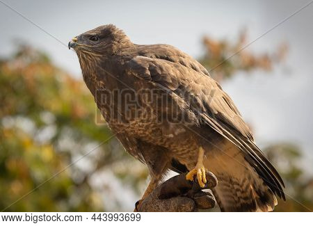 Eagle Sitting On  Hunting Glove In Trevignano Romano, Lazio, Italy