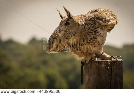 Large Brown Eared Eagle Owl Starting To Fly On Background Of The Forest