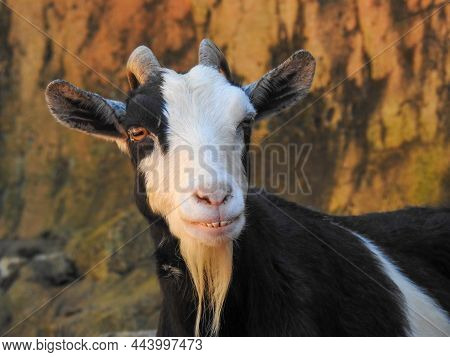 A Goat On A Farm In Sevierville, Tennessee