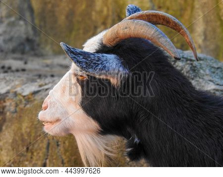 A Goat On A Farm In Sevierville, Tennessee