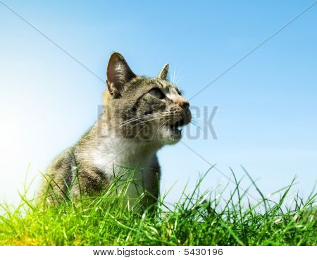Retrato de gato feliz