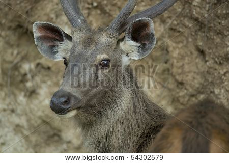 Portrait Of A Sambar Deer