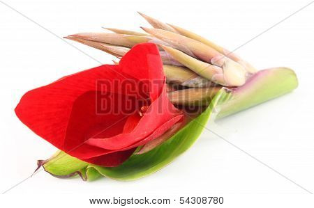 Kolaboti Flower Of Indian Subcontinent