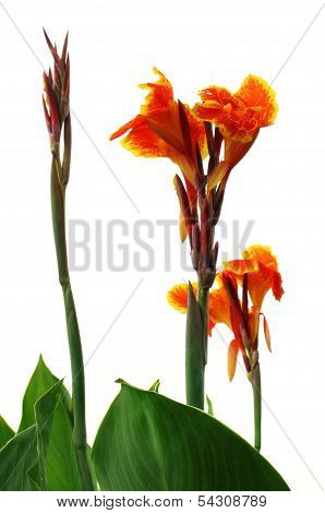 Kolaboti Flower Of Indian Subcontinent