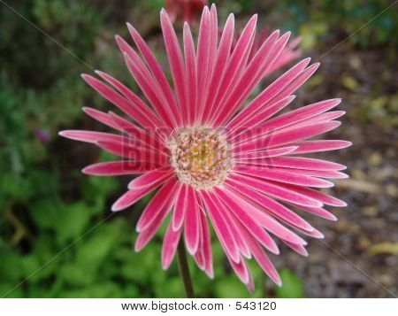 Flor - rosa