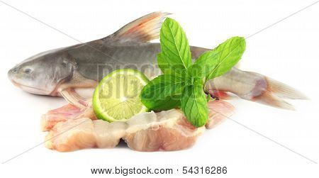Rita Fish Of Southern Asia