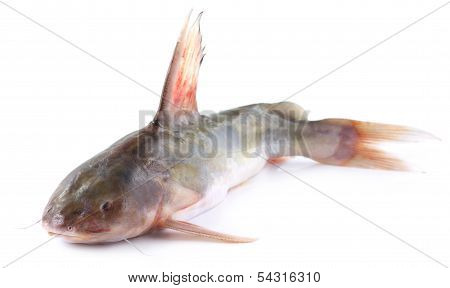 Rita Fish Of Southern Asia