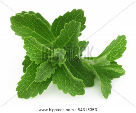 Stevia