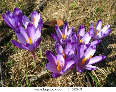 Crocus Heuffelianus