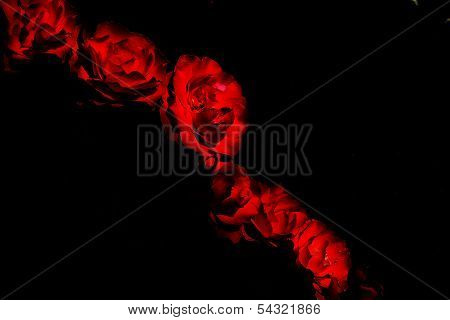 red roses in black background