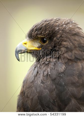 Portrait Of A Young Steppe Eagle (aquila Nipalensis)