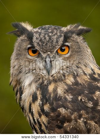 Portrait Of A Eurasian Eagle-owl (bobu Bubo)
