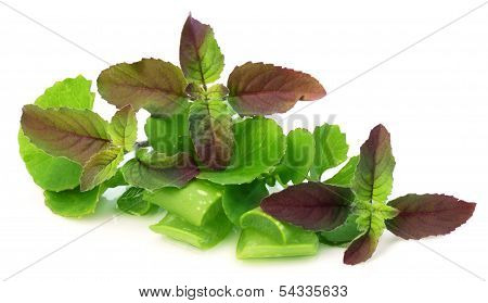 Medicinal Herbs ï¿½ Aloe, Tulsi, Thankuni
