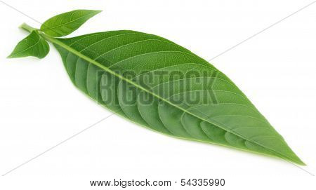 Adhatoda Vasica Or Medicinal Basak Leaf