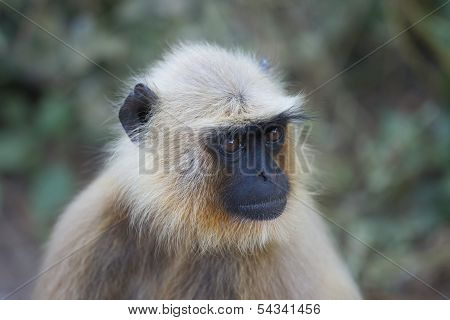 Gray Langur In Ranthambhore N.p. - India