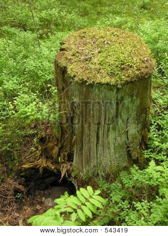 Mohos Stump