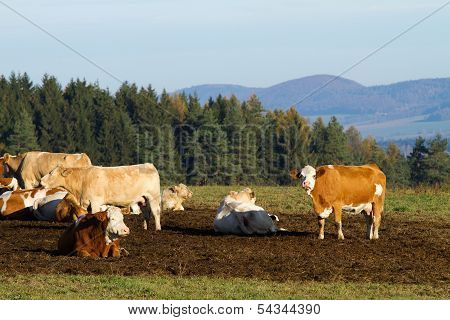 Cows On Pasture