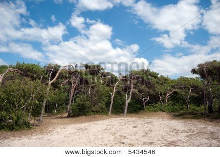 Forest Edge