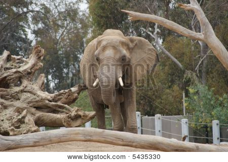 Elefante Odissea Exhibit