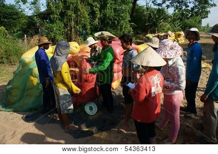 Trader Weigh Rice Sack To Buy