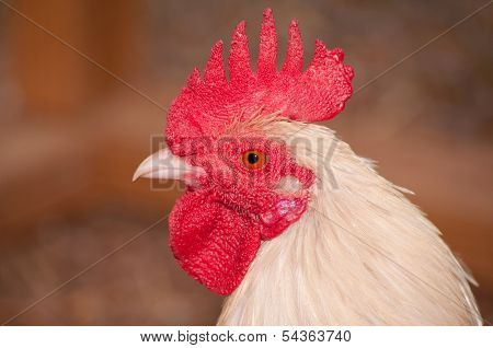 Profile of an all white Old English Game bantam rooster
