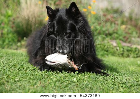 Beautiful Bitch Eating Fresh Salmon