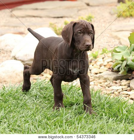 Gorgeous Puppy In The Garden