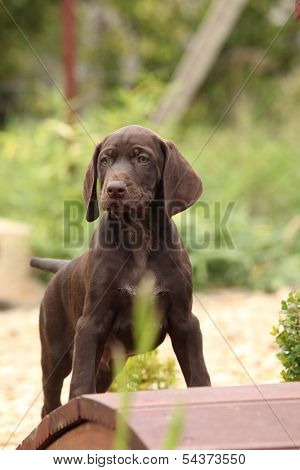 Nice Brown Puppy On Small Garden Bridge