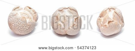 Lycoperdon Utriforme