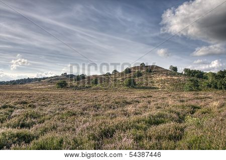 Heather On The Hill