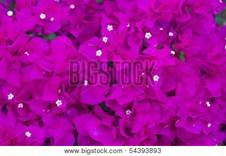 Purple Bougainvillea Flower