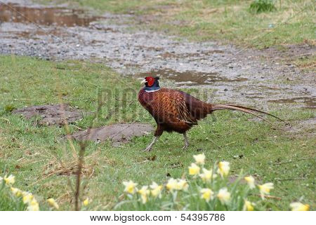 Common Pheasant - Phasianus Colchicus