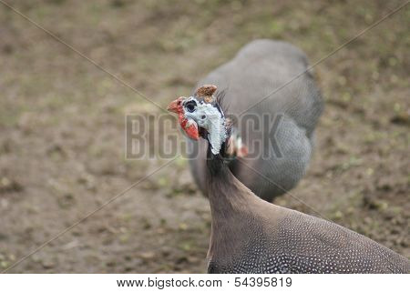 Helmeted Guineafowl - Numida Meleagris