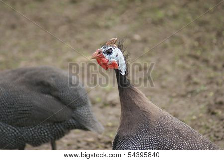 Helmeted Guineafowl - Numida Meleagris