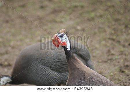 Helmeted Guineafowl - Numida Meleagris