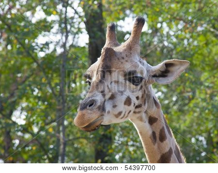 Young Baringo giraffe