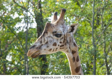 Young Baringo giraffe